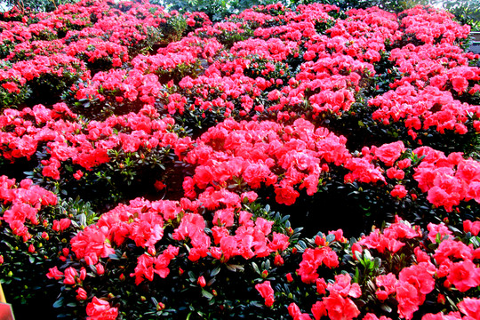 杜鵑花