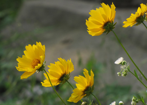 向陽(yáng)花 大金雞菊