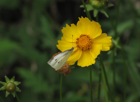 蝶戀花 大金雞菊