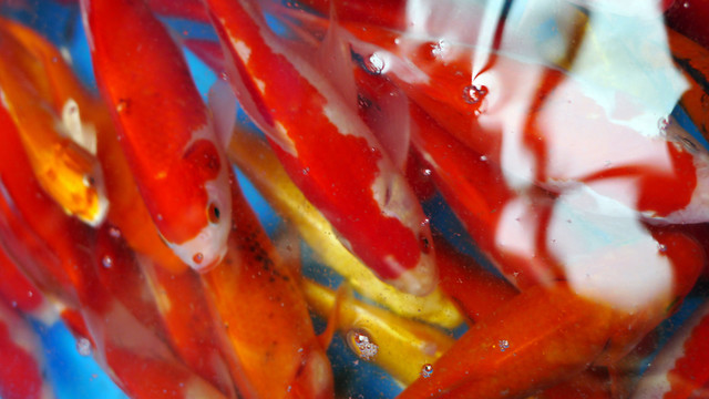 金魚 觀賞魚 花鳥市場(chǎng) 文玩