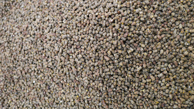 寵物飼料 花鳥市場 鷯哥飼料