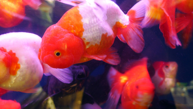 金魚(yú) 觀賞魚(yú) 花鳥(niǎo)市場(chǎng) 文玩