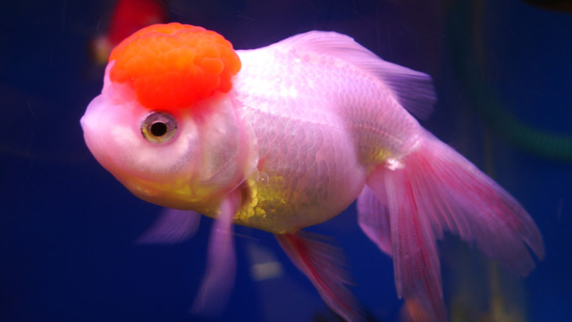 金魚 觀賞魚 花鳥市場 文玩