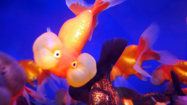 金魚 觀賞魚 花鳥市場(chǎng) 文玩