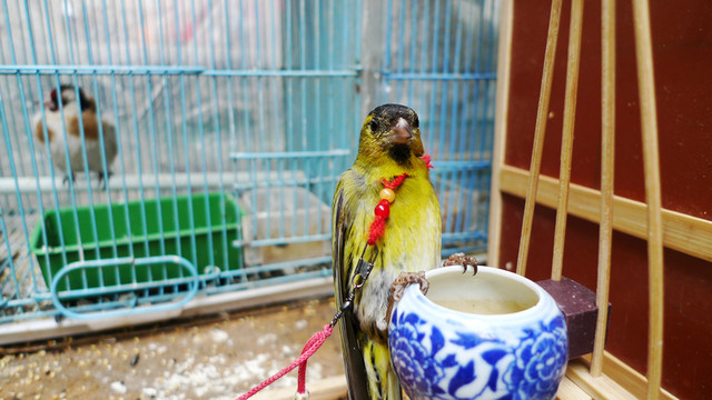 寵物鳥 花鳥市場 文玩