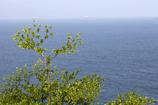 深圳 小梅沙 大梅沙 海濱公園
