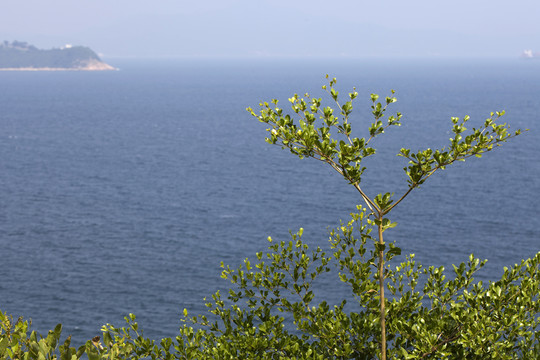 深圳 小梅沙 大梅沙 海濱公園
