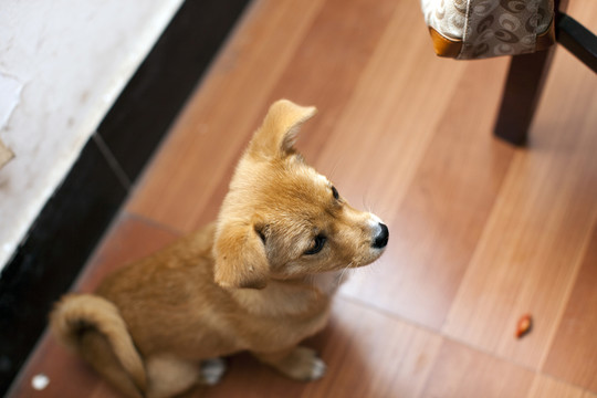 寵物犬