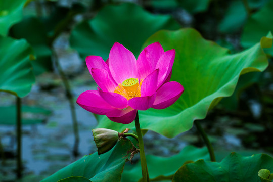 荷花