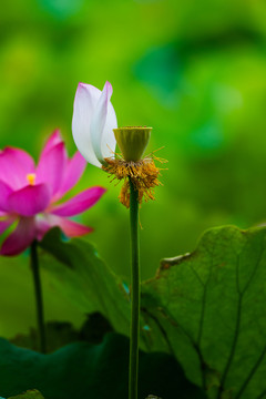荷花