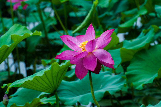 荷花