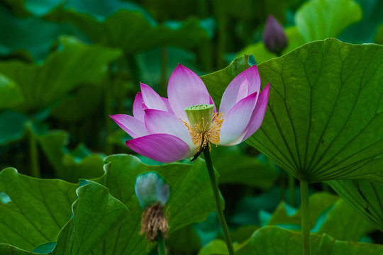 荷花