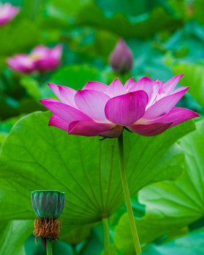 荷花
