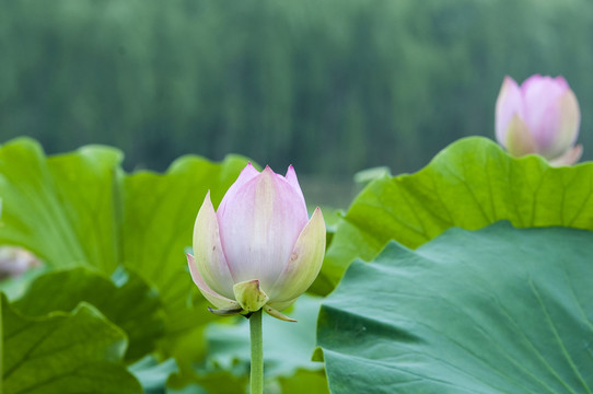 荷花