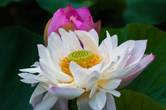 荷花