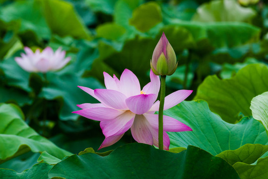 荷花