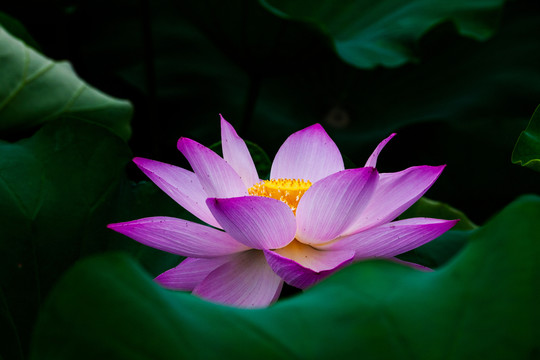 荷花