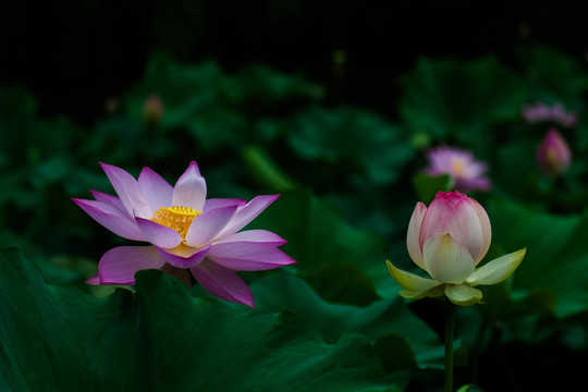荷花