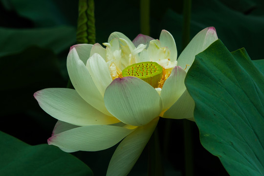 荷花