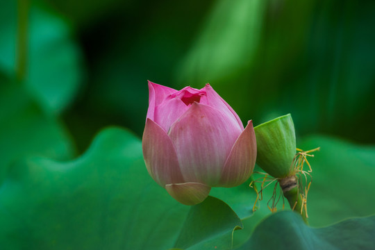 荷花