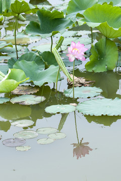 荷花