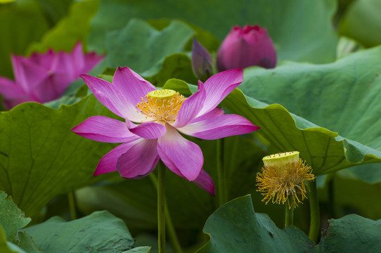 荷花