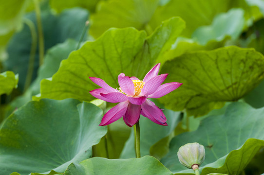 荷花
