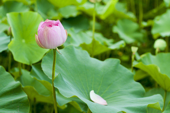 荷花