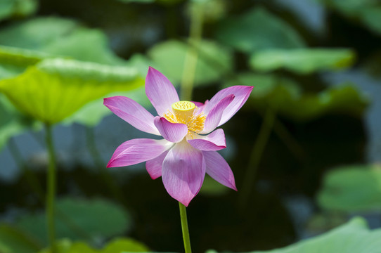 荷花
