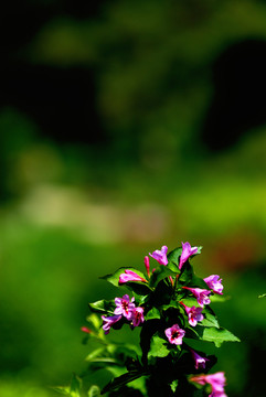 春天的花朵