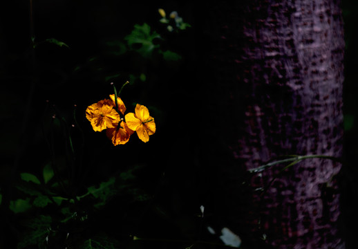 大樹小花