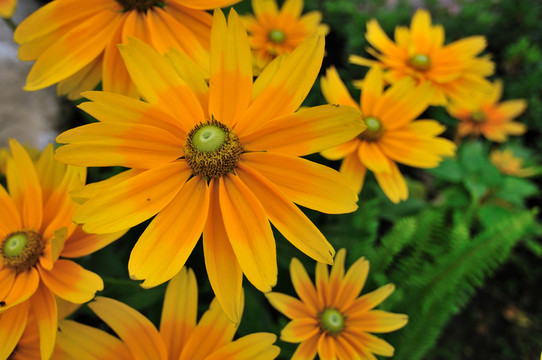 太陽花