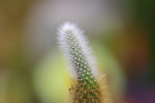 仙人掌新芽