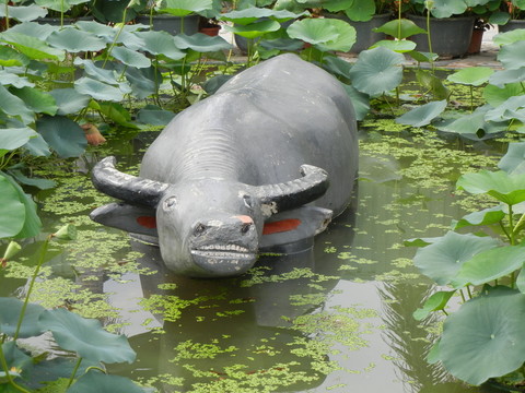 橋頭蓮湖公園荷花池水牛
