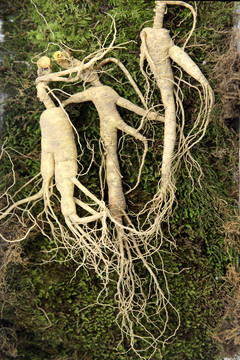 長(zhǎng)白山人參