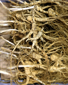 長(zhǎng)白山人參