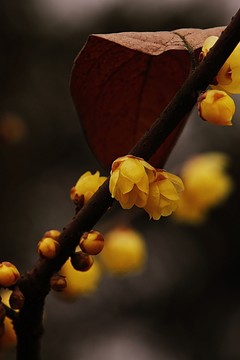臘梅
