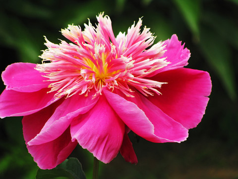 芍藥花
