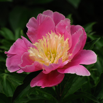 芍藥花
