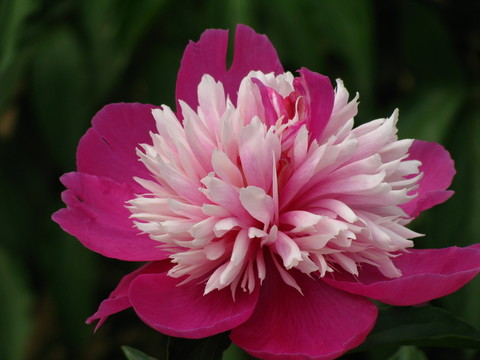 芍藥花