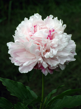 芍藥花