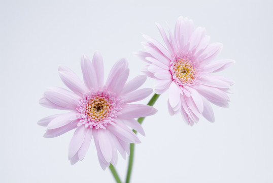 花卉