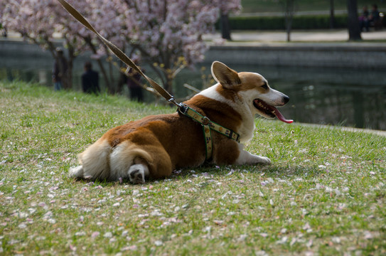 狗吐舌頭jpg