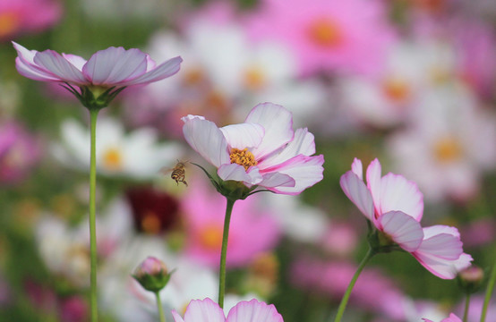 波斯菊