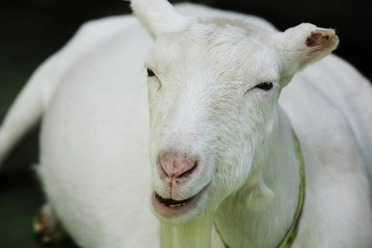 動物世界