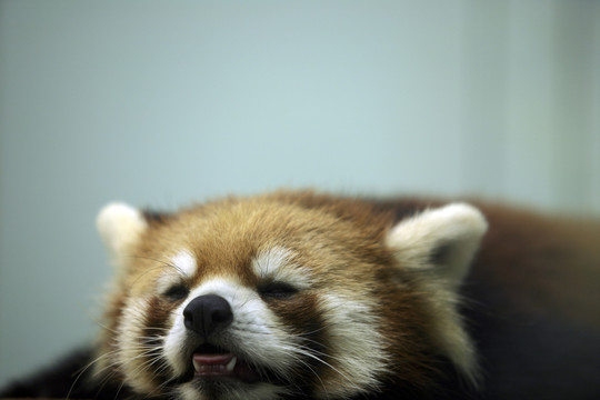 動物世界