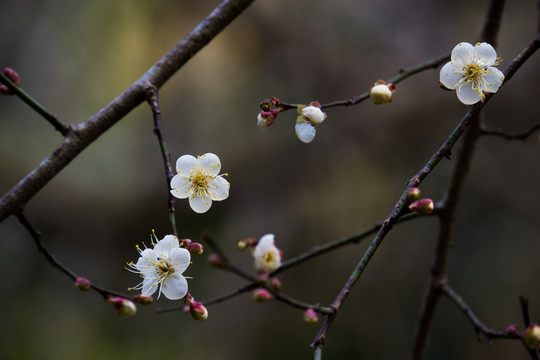 梅花