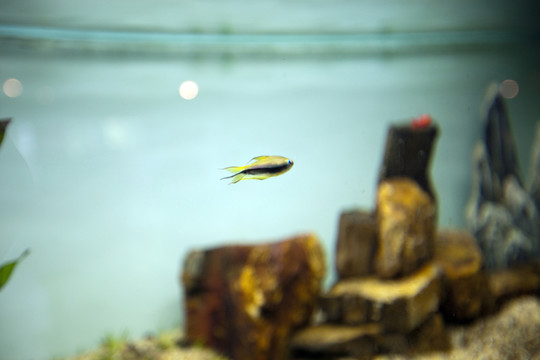 海底世界 海洋生物 熱帶魚