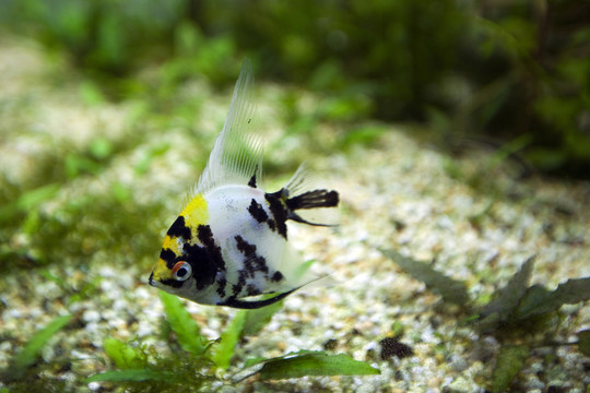 海底世界 海洋生物 熱帶魚