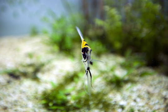海底世界 海洋生物 熱帶魚(yú)
